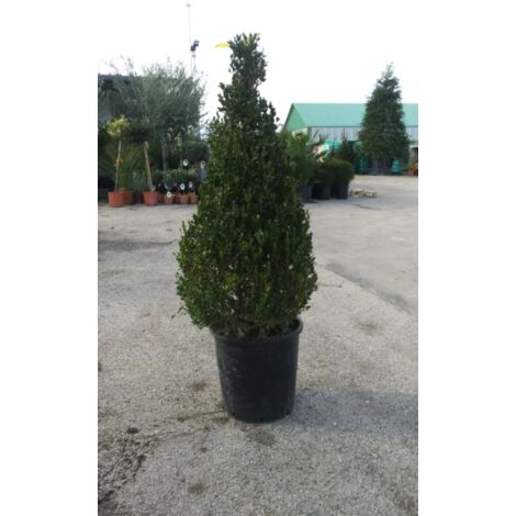 PIANTA DI BUXUS BOSSO FAULKNER A PIRAMIDE vaso cm30 ALTEZZA 80/100 (foto reale)