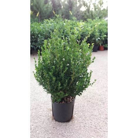 PIANTA DI BUXUS BOSSO FAULKNER VASO CM 24 ALTEZZA 40/50  CM (foto reale) siepe