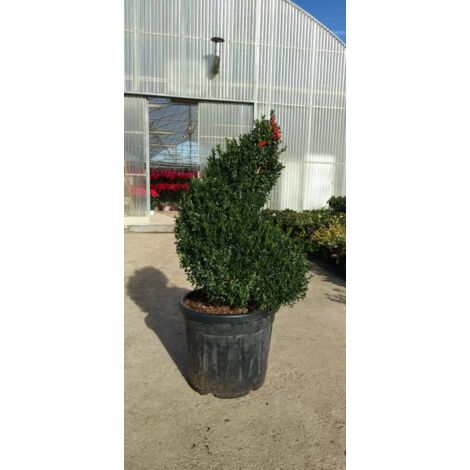PIANTA DI BUXUS SEMPERVIRENS ARBORESCENS A SPIRALE vaso cm 45 (foto reale)