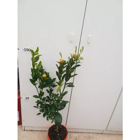 PIANTA DI CALAMONDINO  vaso 20 cm COLORATO altezza 90/100 cm (foto reali)