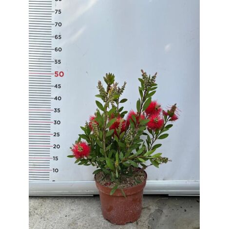 PIANTA DI CALLISTEMON LEAVIS IN VASO CM 18 (foto reale) ALTEZZA 40/50 CM