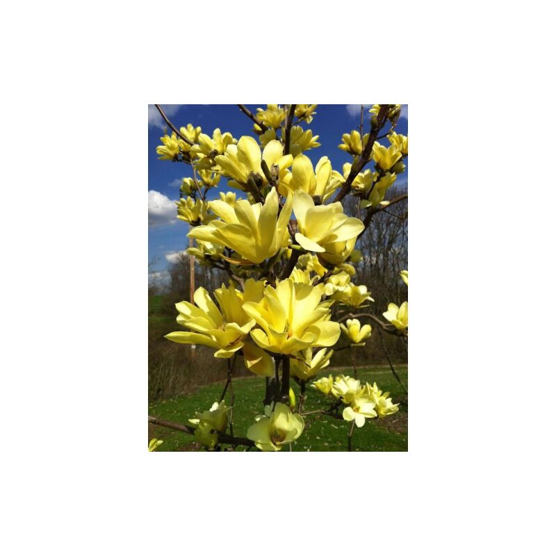 Image of Magnolia gialla x brookynensis 'Yellow Bird' pianta in vaso 32 cm
