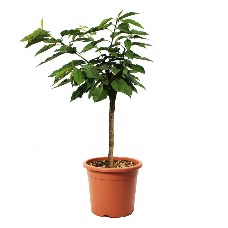 Kentis - Pianta di Ciliegio Garden Bing Nano - Alberello da Frutto Ciliegia - Vaso ø 24 cm