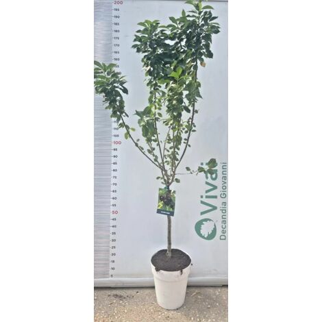 PIANTA DI CILIEGIO NANO IN VASO BIANCO (foto reale) ALTEZZA 110/120 CM