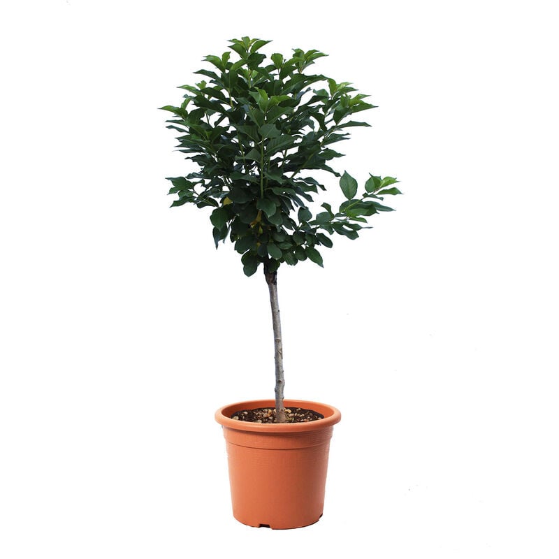 Kentis - Pianta di Ciliegio Nano - Prunus Avium - Alberello da Frutto Ciliegia - Vaso ø 24 cm