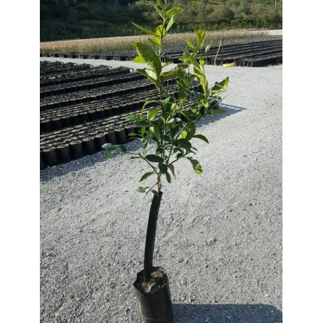 PIANTA DI CLEMENTINO AGRUMI IN FITOCELLA ALTEZZA 100/110 (foto reali)