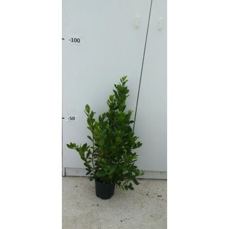PIANTA DI CORBEZZOLO ARBUTUS UNEDO IN VASO18 cm (foto reale) ALTEZZA 40/50 CM