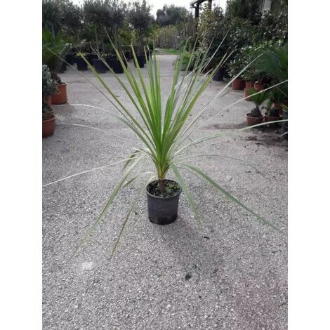 PIANTA DI CORDYLINE INDIVISA IN VASO 18 CM ALTEZZA 60/80 CM (foto reali) DRACENA