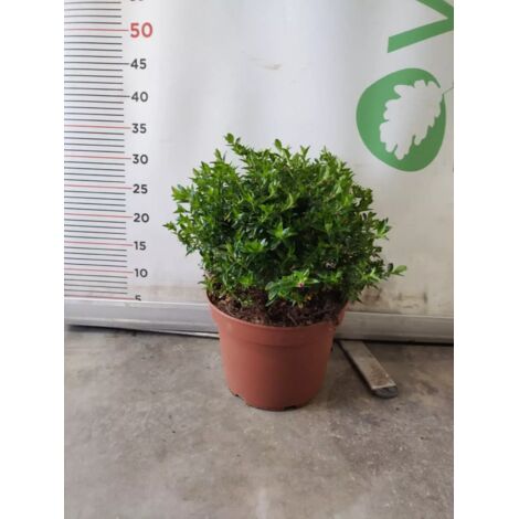 PIANTA DI CUPHEA HYSSOPIFOLIA VASO CM 22 (foto reale) FIORE VIOLA