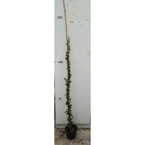 PIANTA DI EDERA HELIX ELEGANTISSIMA ALTEZZA 80/100 cm (foto reale) IN VASO.
