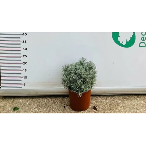 PIANTA DI ELICRISO HELICHRYSUM ITALICUM VASO CM 16 (foto reale)