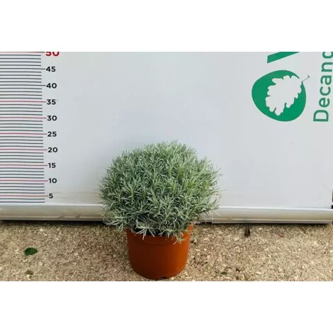PIANTA DI ELICRISO HELICHRYSUM ITALICUM VASO CM 22 (foto reale)