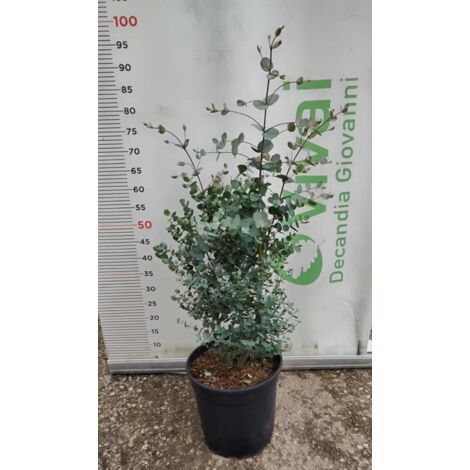 PIANTA DI EUCALYPTUS GUNNI VASO CM 24 (foto reale) altezza 70 cm eucalipto