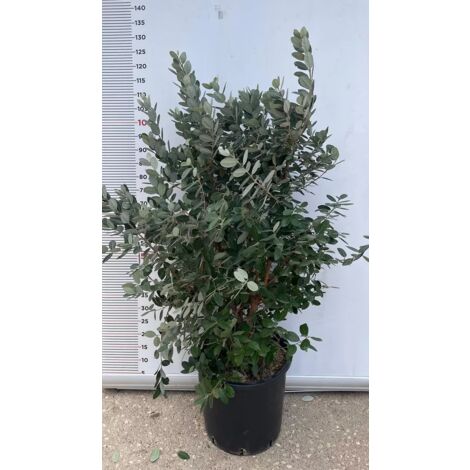 PIANTA DI FEIJOA ACCA SELLOWIANA IN VASO 30 altezza 120/140 cm (foto reali)