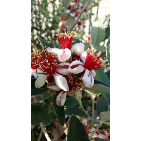 PIANTA DI FEIJOA IN VASO 18 altezza cm 50/60 cm (foto reale) ACCA SELLOWIANA
