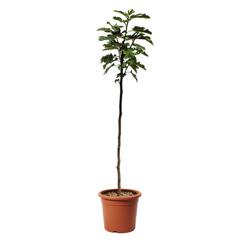 Pianta di Fico - Ficus Carica - Alberello da Frutto - Vaso Ø 24 cm