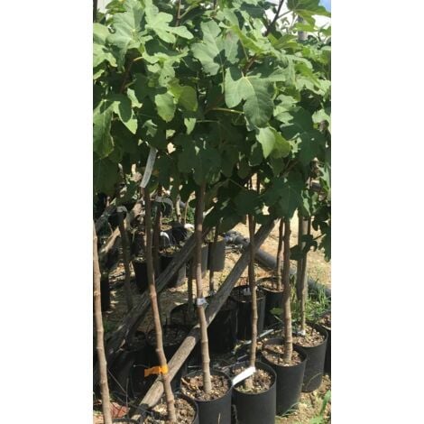 Albero Di Pesco Noce Snow Queen Pianta Di Pesca Noce Già Innestata - Foto 10