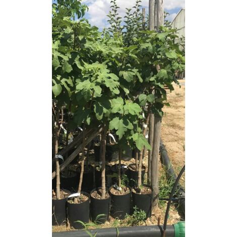 PIANTA DI FICO LUNGO DEL PORTOGALLO IN VASO ALTEZZA 80/110 CM