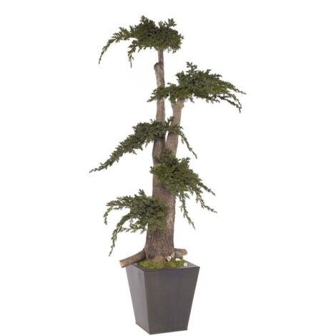 Pianta di Ginepro stabilizzata H100 cm (No acqua no Manutenzione)