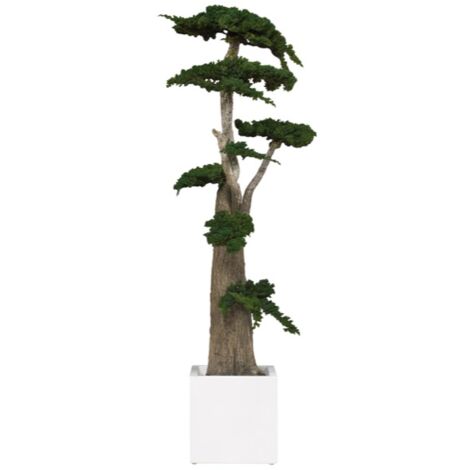 Pianta di Ginepro stabilizzata H160cm (No acqua no Manutenzione)