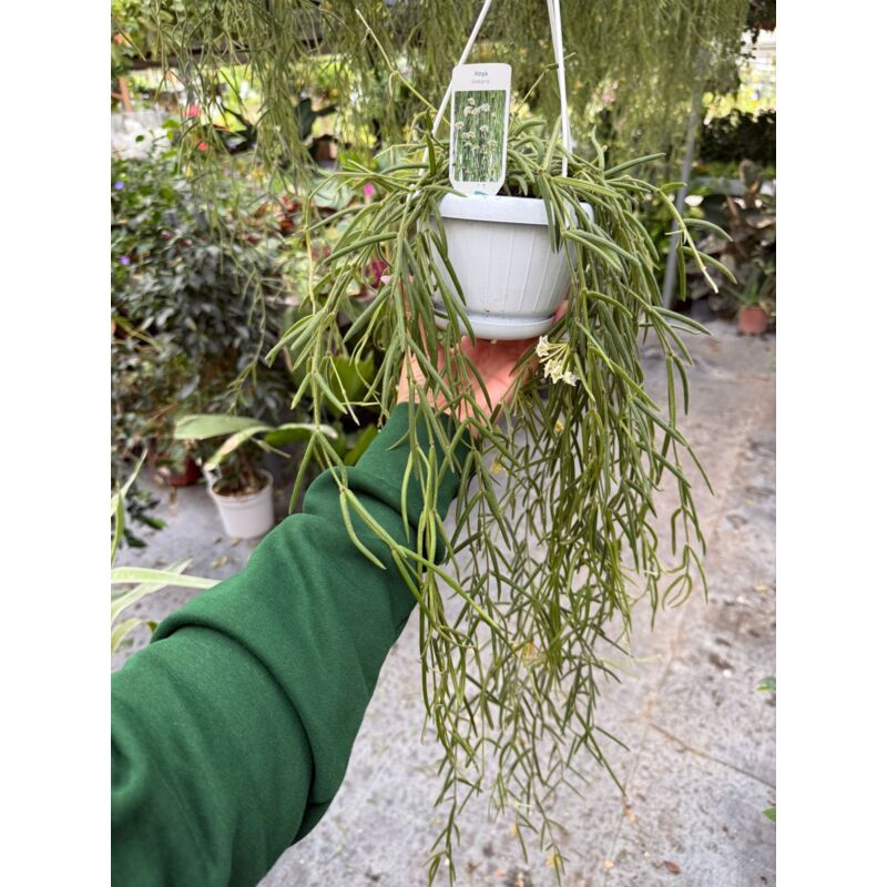 Panier de plantes Hoya linearis 12 fleurs de cire