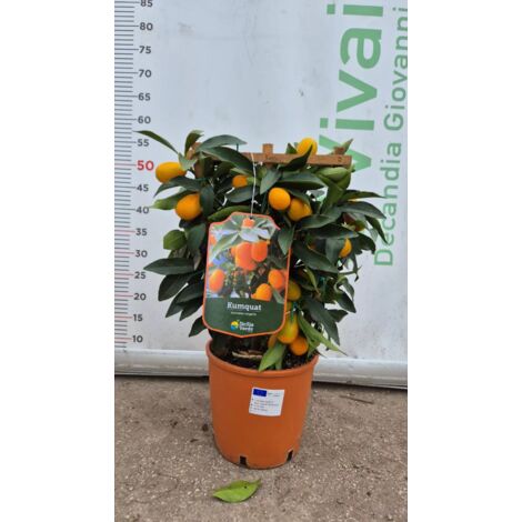 PIANTA DI KUMQUAT A SPALLIERA (FORTUNELLA MARGARITA) vaso 20 cm (foto reali)