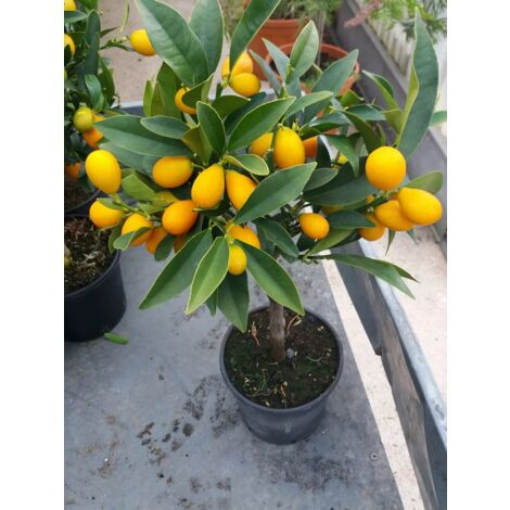 PIANTA DI KUMQUAT (MANDARINO CINESE) vaso 20 cm altezza 100 cm (foto reali)