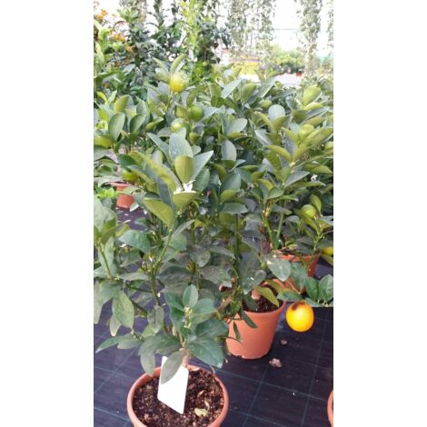 PIANTA DI KUMQUAT (MANDARINO CINESE) vaso 22 cm altezza 100 cm (foto reali)