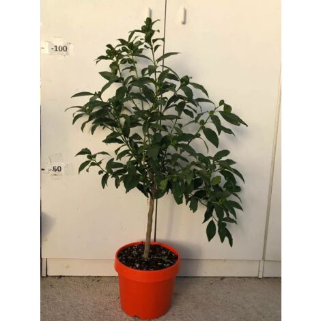 PIANTA DI KUMQUAT (MANDARINO CINESE) vaso 24 altezza 60/80 cm (foto reali)