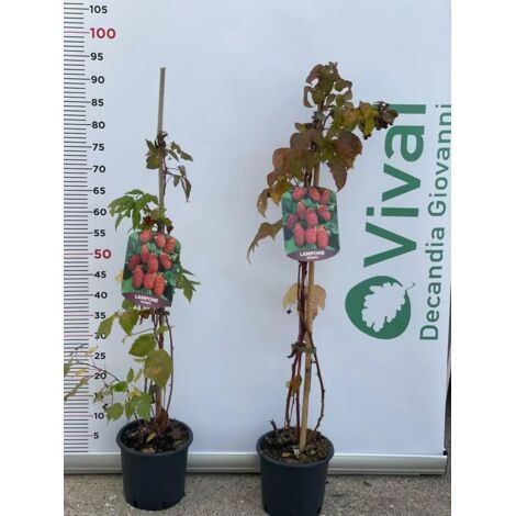 PIANTA DI LAMPONE ROSSO VASO 18 (foto reale) frutti di bosco rifiorenti