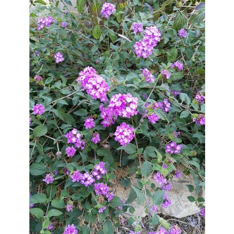 Pianta di Lantana Sellowiana Cespuglio arredo giardino vaso 7