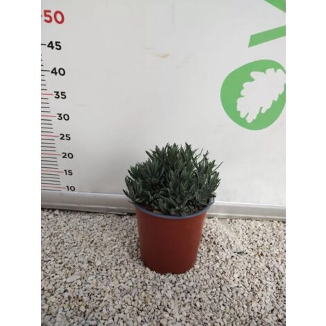 PIANTA  DI LAVANDA ANGUSTIFOLIA DWARF BLUEE vaso 18 cm (foto reale)