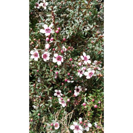 Pianta di leptospermum cespuglio di leptospermum giardino balcone vaso 7