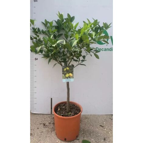 Pianta di LIMEQUAT in vaso 20 cm (foto reali) altezza cm 50/70 con frutto