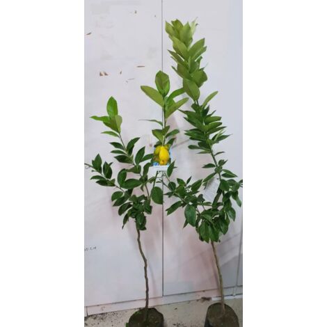 PIANTA DI LIMONE 4 QUATTRO STAGIONI LUNARIO CM 140/150 (foto reali) IN FITOCELLA
