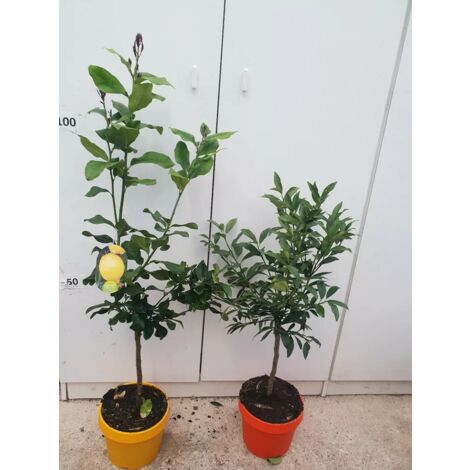 PIANTA DI LIMONE 4 STAGIONI IN VASO CM 20 COLORATO (foto reali)