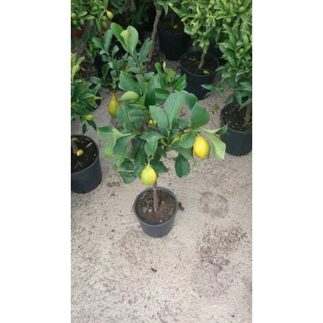 PIANTA DI LIMONE 4 STAGIONI IN VASO CM 20  (foto reali) innesto basso