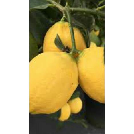 PIANTA DI LIMONE FEMMINELLO SIRACUSANO 2KR CM 170 (foto reali) IN FITOCELLA