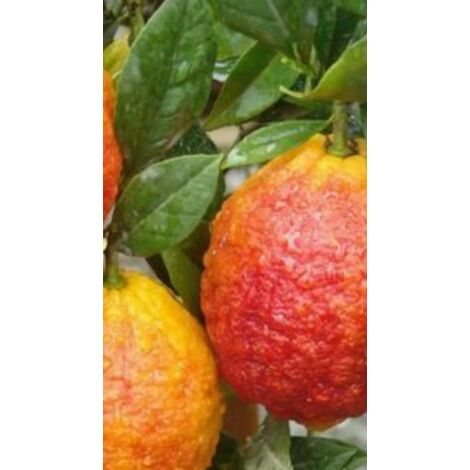 Pianta di limone ROSSO in fitocella (foto reali) altezza cm 130/150