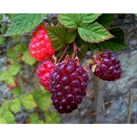 PIANTA DI LOGANBERRY (IBRIDO MORA-LAMPONE) (RUBUS LOGANOBACCUS) H 110cm foto reali