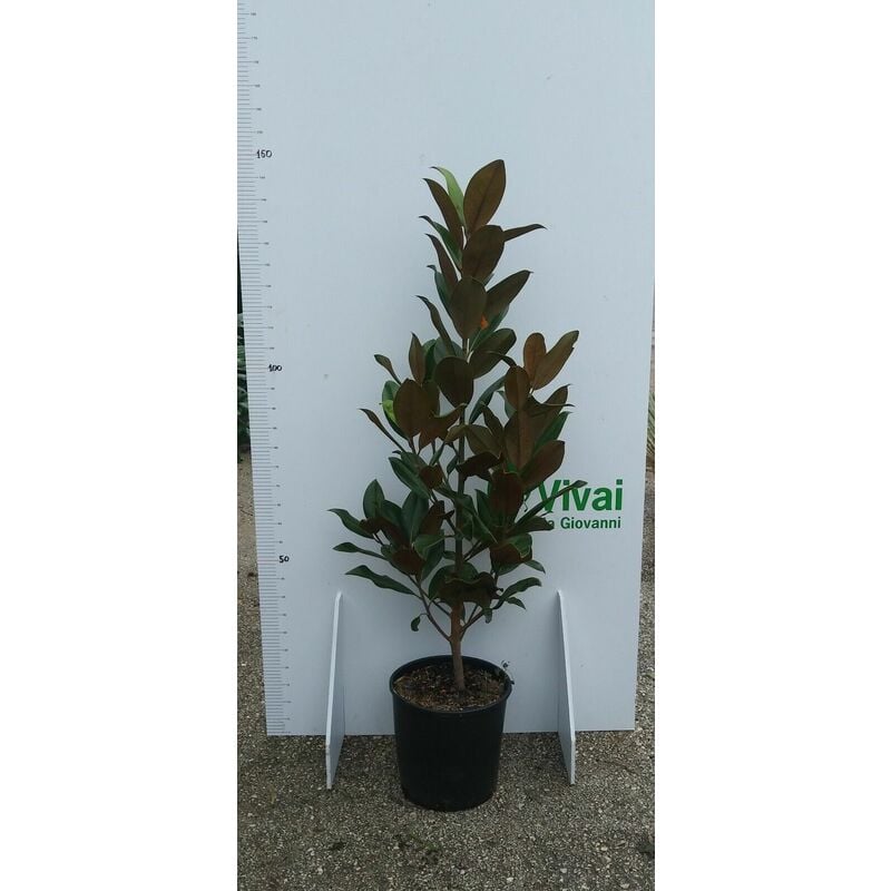 Pianta di Magnolia Grandiflora Vaso Cm 28 Altezza