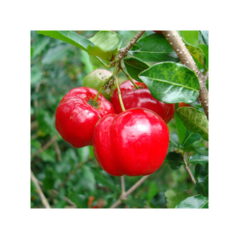 PIANTA DI MALPIGHIA GLABRA , CILIEGIA ACEROLA, FRUTTI TROPICALI, PARTICOLARI, FOTO REALI