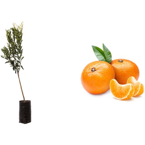 Pianta di Mandarino Comune (Citrus Reticulata) in Fitocella