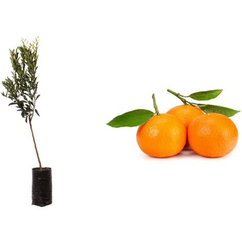 Pianta di Mandarino Precoce (Citrus Reticulata) in Fitocella