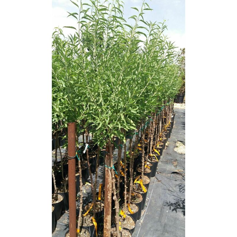 L'albero Di Pistacchio, Caratteristiche Botaniche E Coltivazione - Foto 11