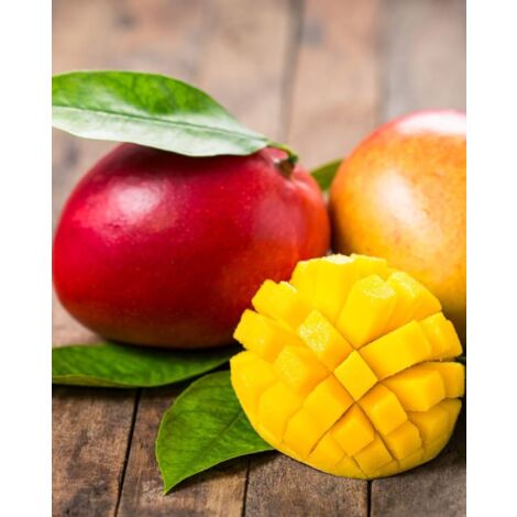 PIANTA DI MANGIFERA INDICA MANGO IRWIN H 140CM, FOTO REALI