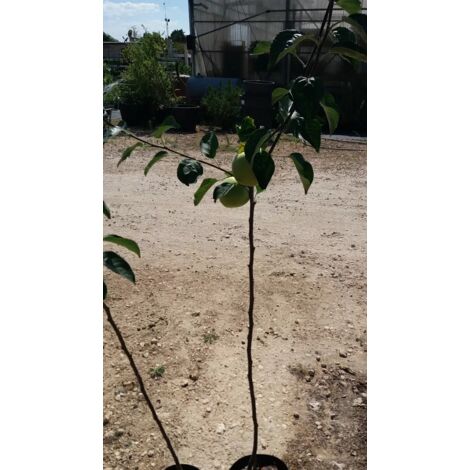 PIANTA DI MELA COCOMERINA A POLPA ROSSA IN VASO 20 CM (foto reale)FRUTTO ANTICO
