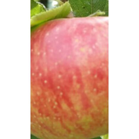 PIANTA DI MELA SUMMERED IN VASO FRUTTIFICAZIONE E MATURAZIONE PRECOCE
