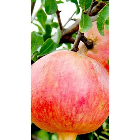 PIANTA DI MELOGRANO MOLLAR (SENZA SEMI) apireno altezza cm 140/160 cm
