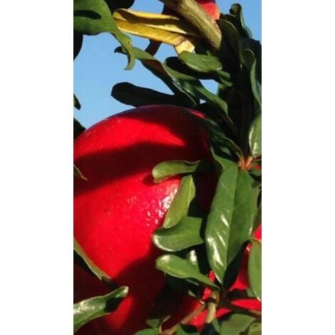 Pianta Di Olivo Arbosana In Vaso Diametro 18 – Vivaio Garden Forest - Foto 9